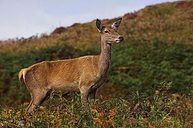 《刺客信条：幻景》Steam有50项成就 可在Steam Deck游玩